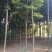 小叶桢楠5m以上