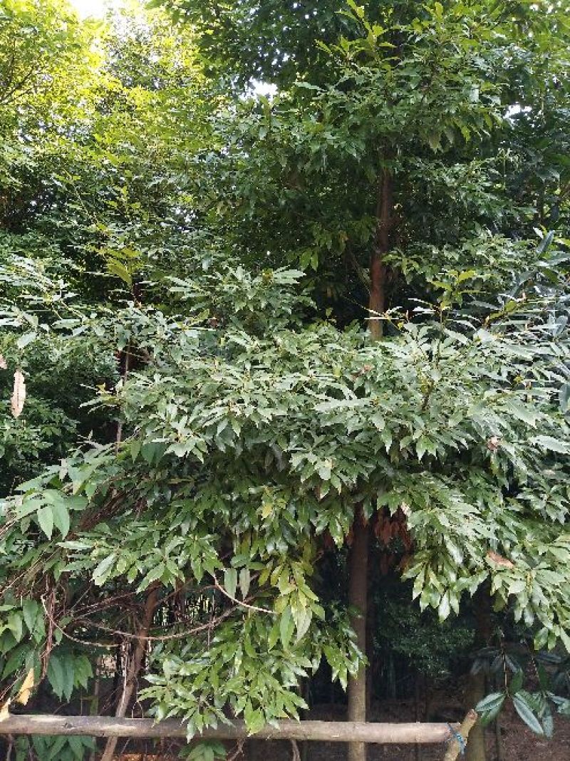小叶桢楠5m以上