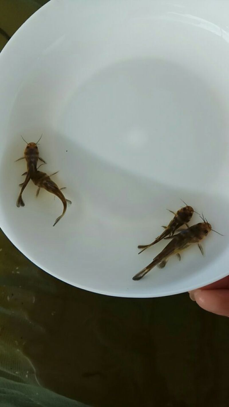 黄颡鱼苗黄骨鱼黄辣丁