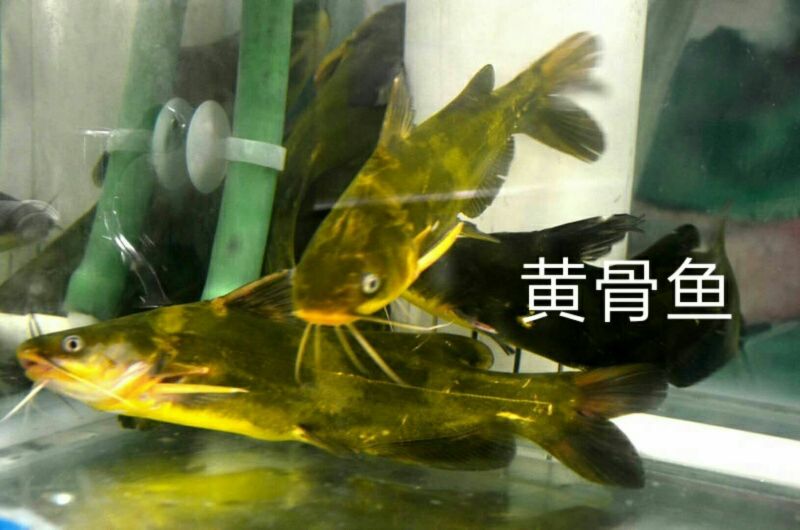 黄颡鱼苗黄骨鱼黄辣丁