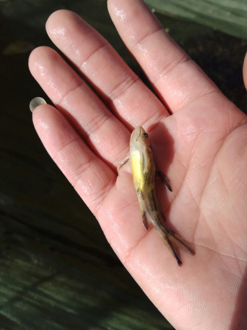 黄颡鱼苗黄骨鱼黄辣丁
