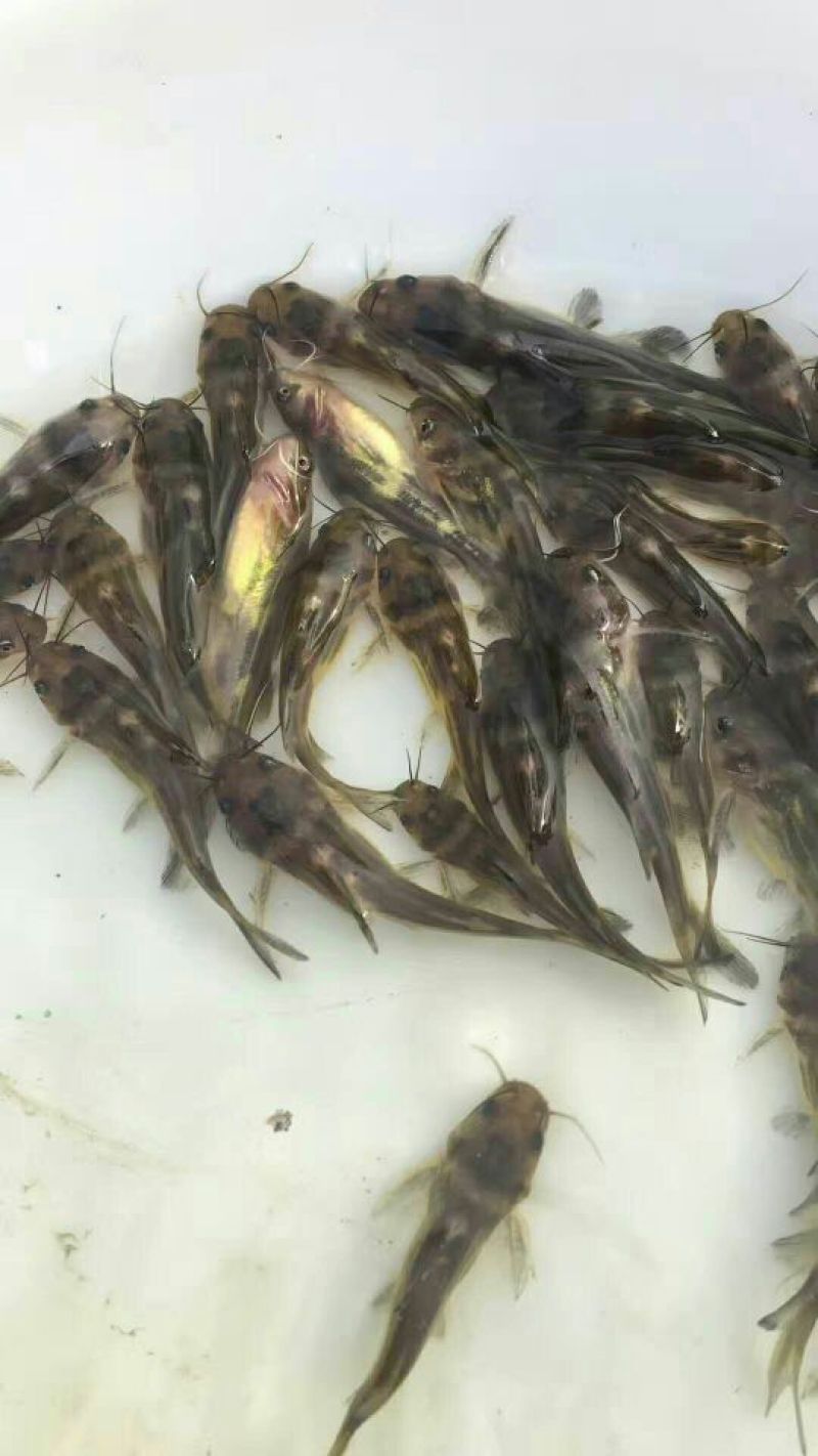 黄颡鱼苗黄骨鱼黄辣丁