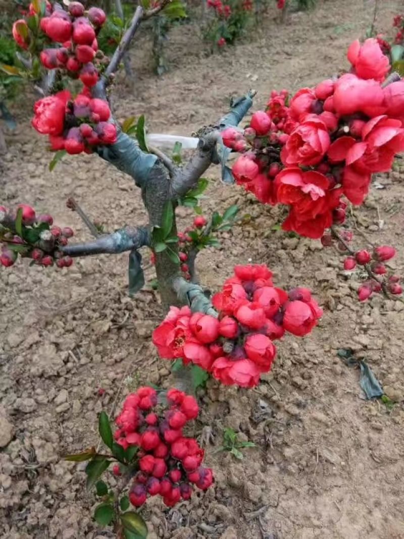 年宵花海棠长寿冠海棠基地直销