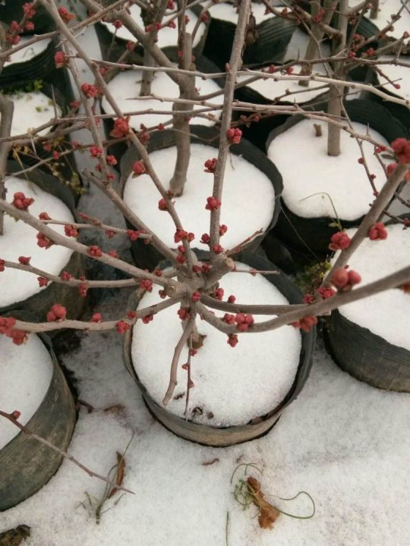 年宵花海棠长寿冠海棠基地直销