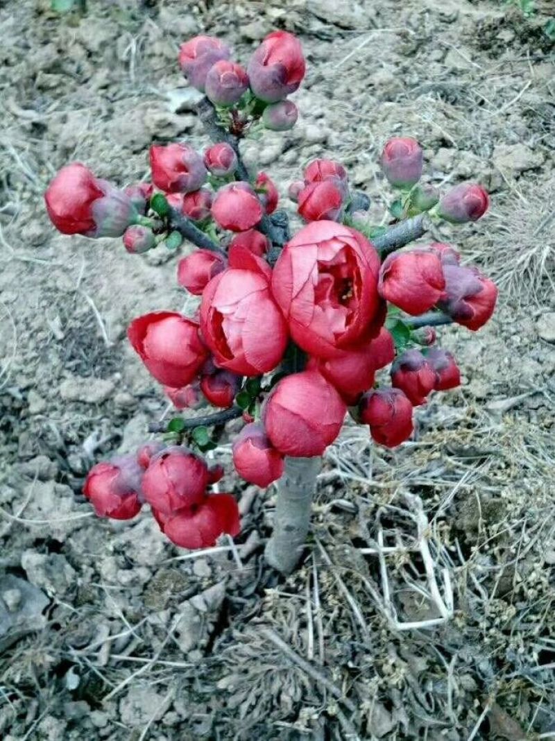 年宵花海棠长寿冠海棠基地直销