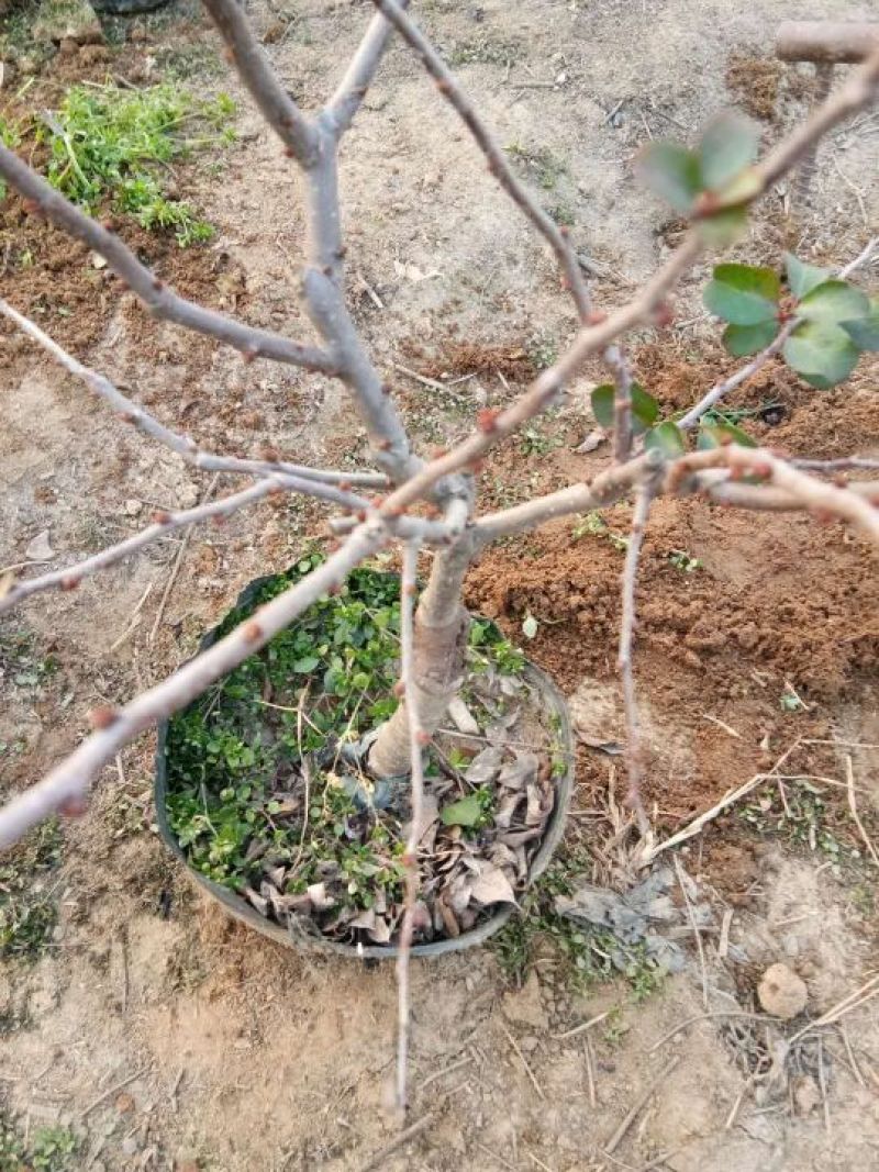 年宵花海棠长寿冠海棠基地直销