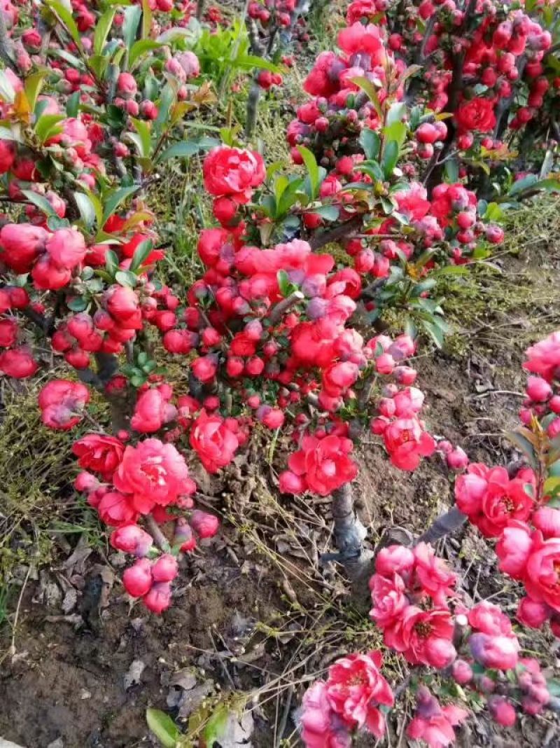 年宵花海棠长寿冠海棠基地直销