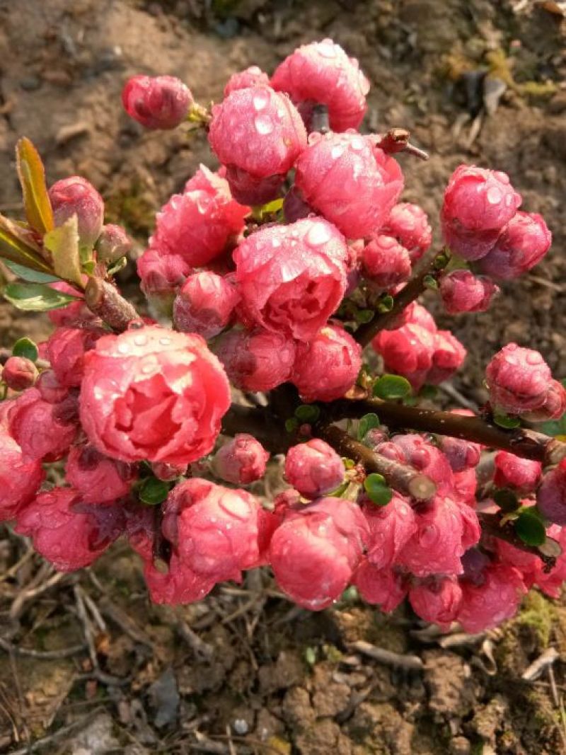 年宵花海棠长寿冠海棠基地直销