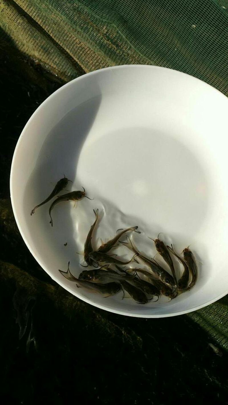 鮰鱼苗斑点叉尾鮰钳鱼