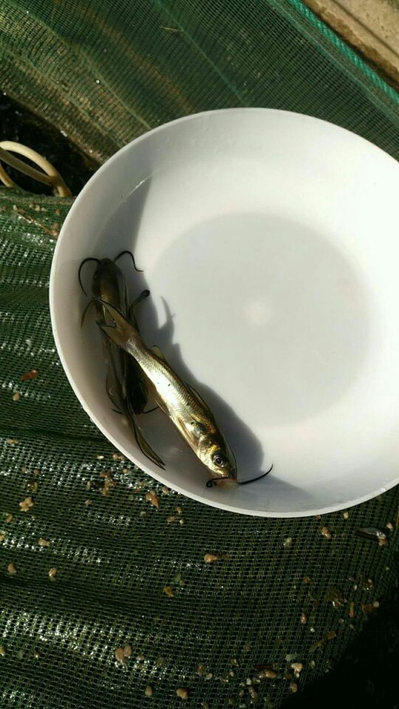 鮰鱼苗斑点叉尾鮰钳鱼
