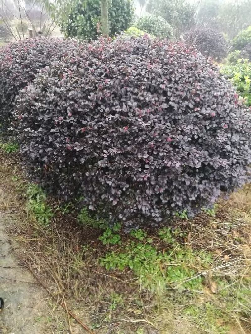 红花继木2~4cm4cm以下0.5~1米