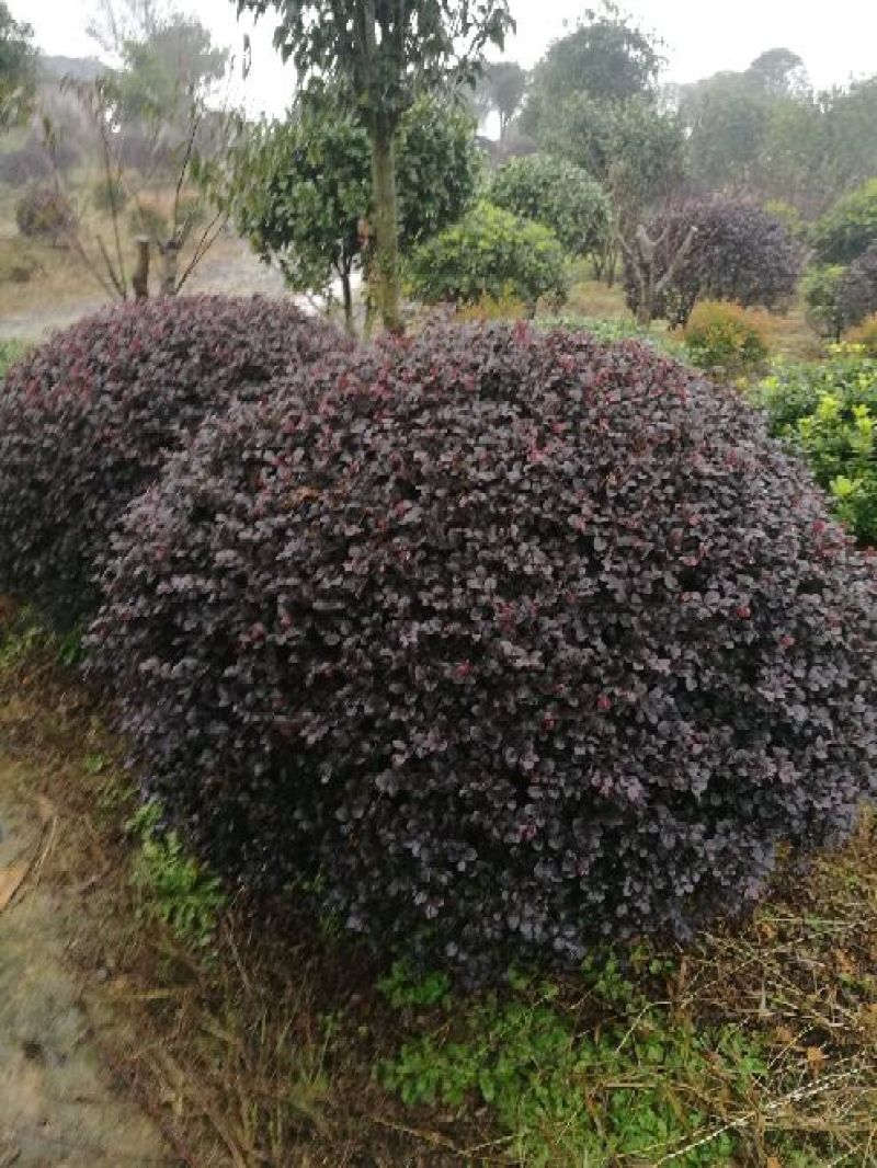 红花继木2~4cm4cm以下0.5~1米
