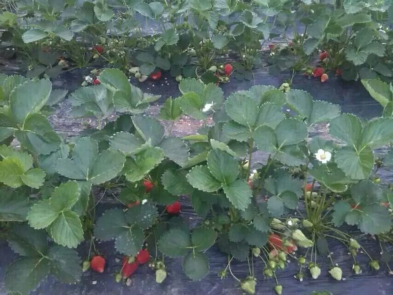全明星草莓苗10~20cm