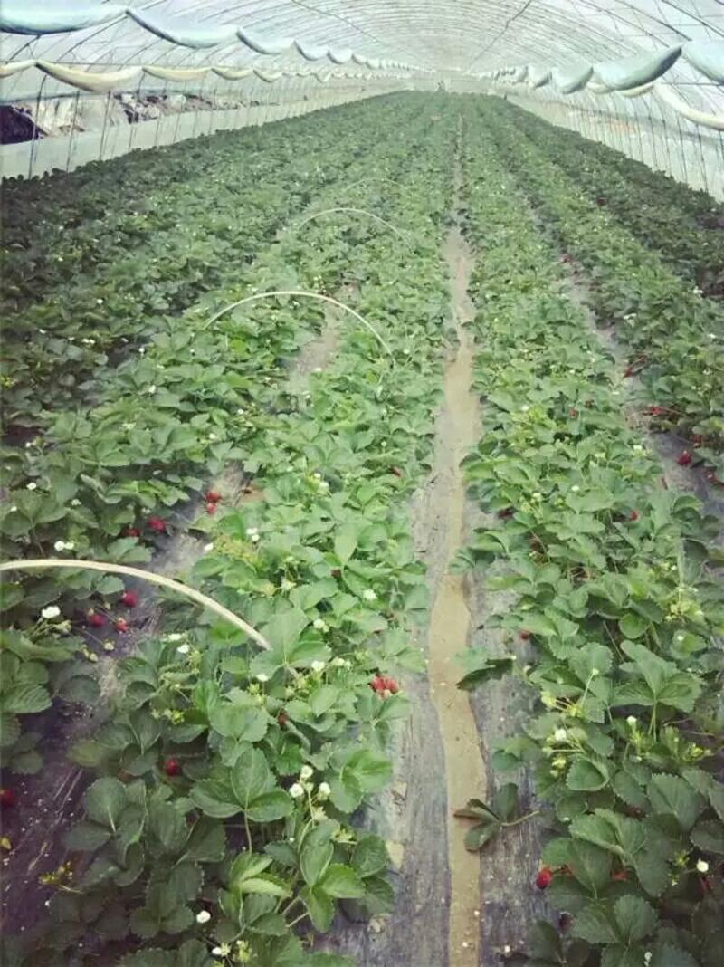 丰香草莓苗10~20cm
