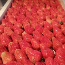 丰香草莓苗10~20cm