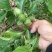 无核黄皮果苗50~80cmcm