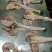 驴肉冻货