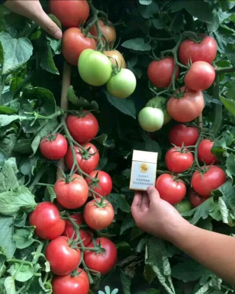 西红柿苗抗病毒品种硬粉西红柿苗，耐运输品种番茄苗