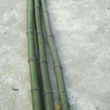 绿竹5~6m