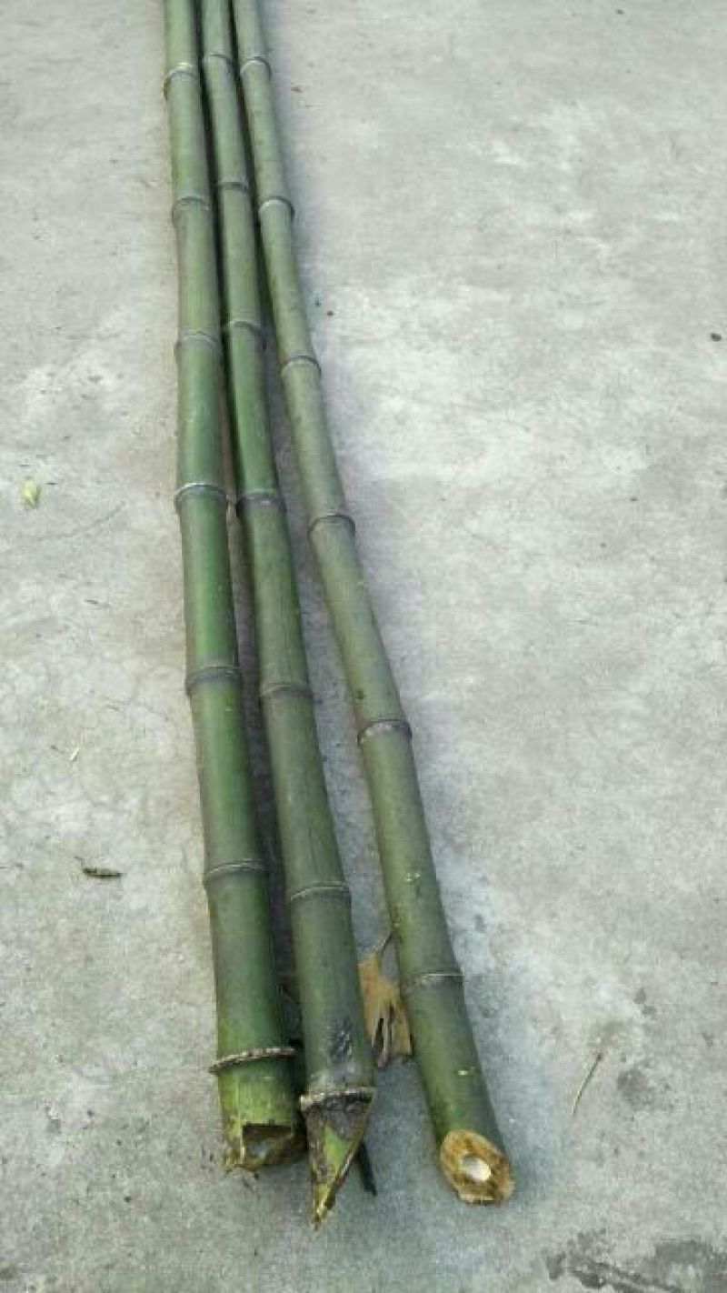 绿竹5~6m