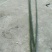 绿竹5~6m