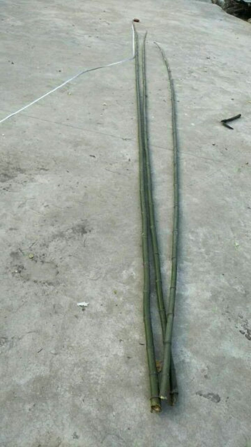 绿竹5~6m