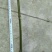 绿竹5~6m