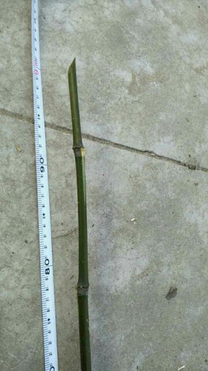 绿竹5~6m
