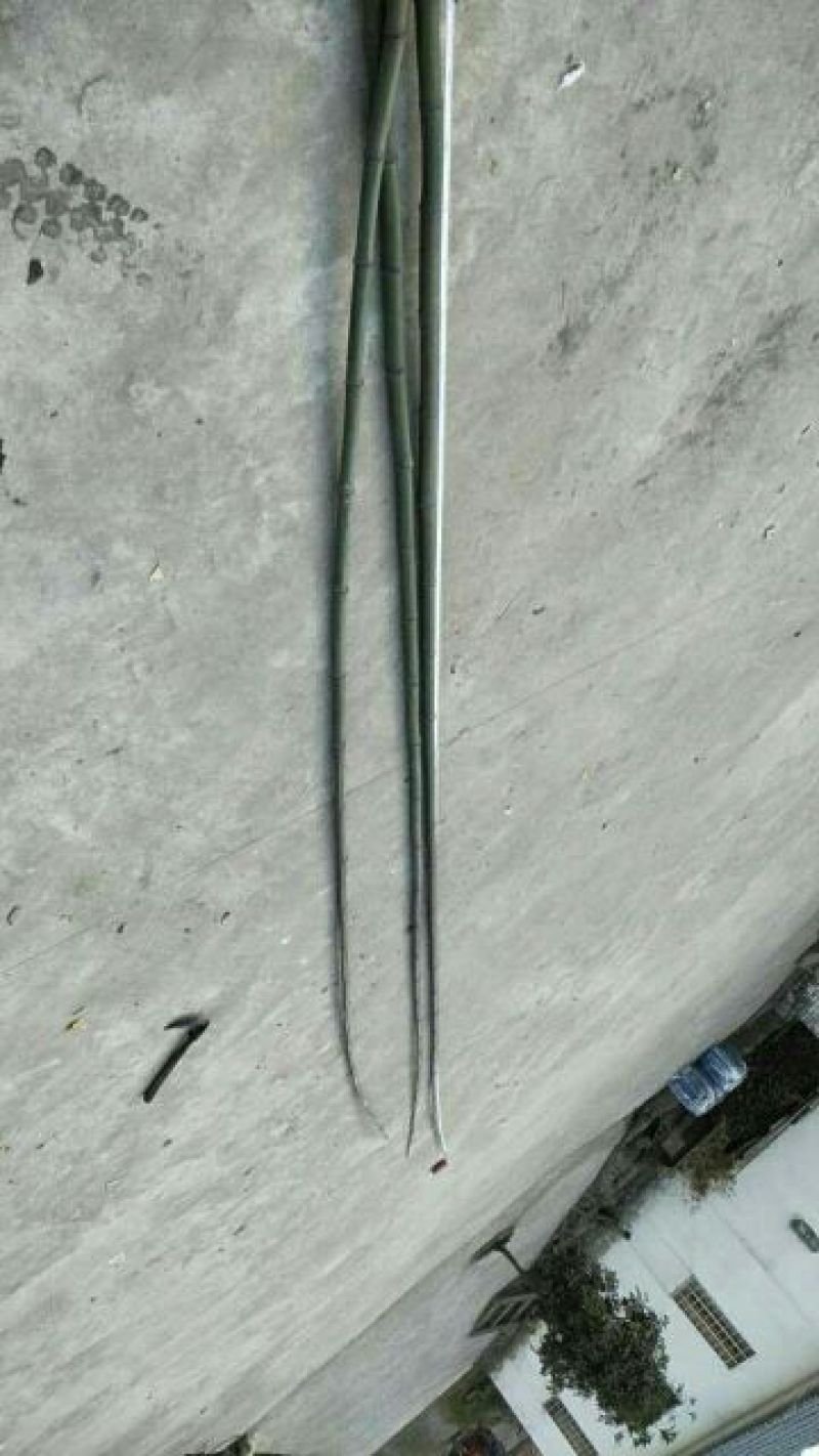 绿竹5~6m