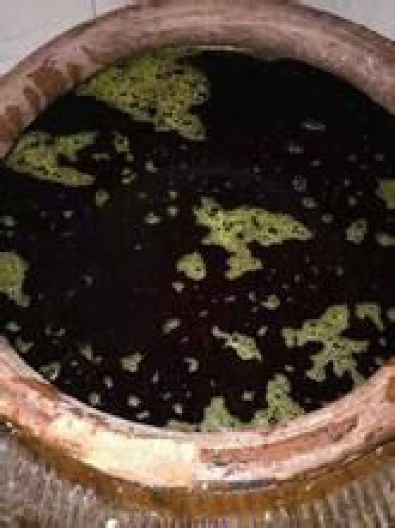 非转基因菜籽油一级