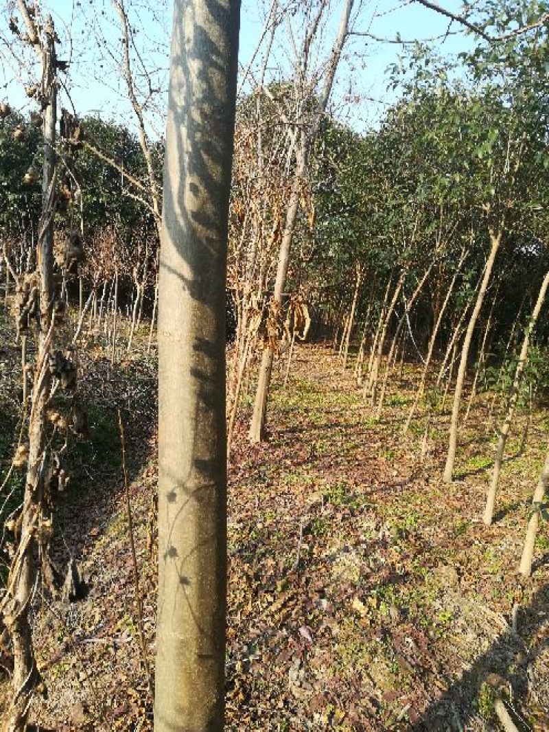 栾树10~12cm10~12cm2.5~3米