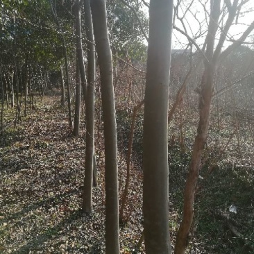 栾树10~12cm10~12cm2.5~3米