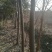 栾树10~12cm10~12cm2.5~3米
