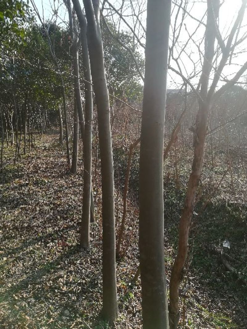 栾树10~12cm10~12cm2.5~3米