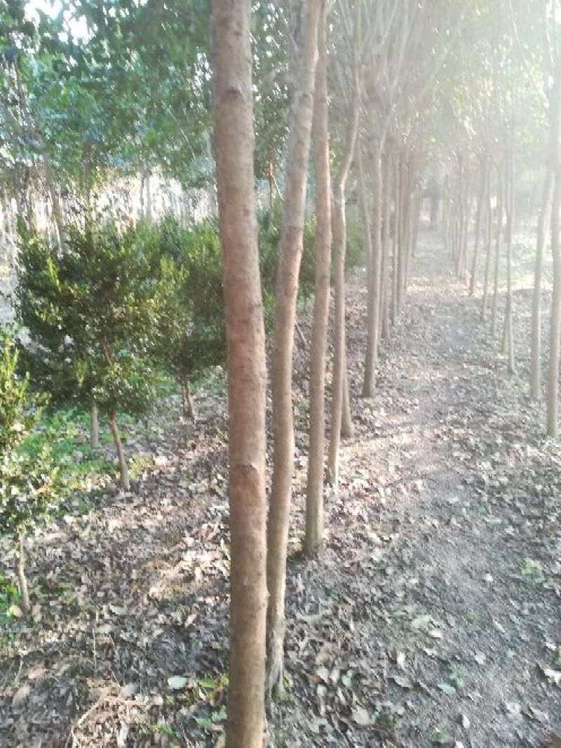 大叶女贞4~6cm