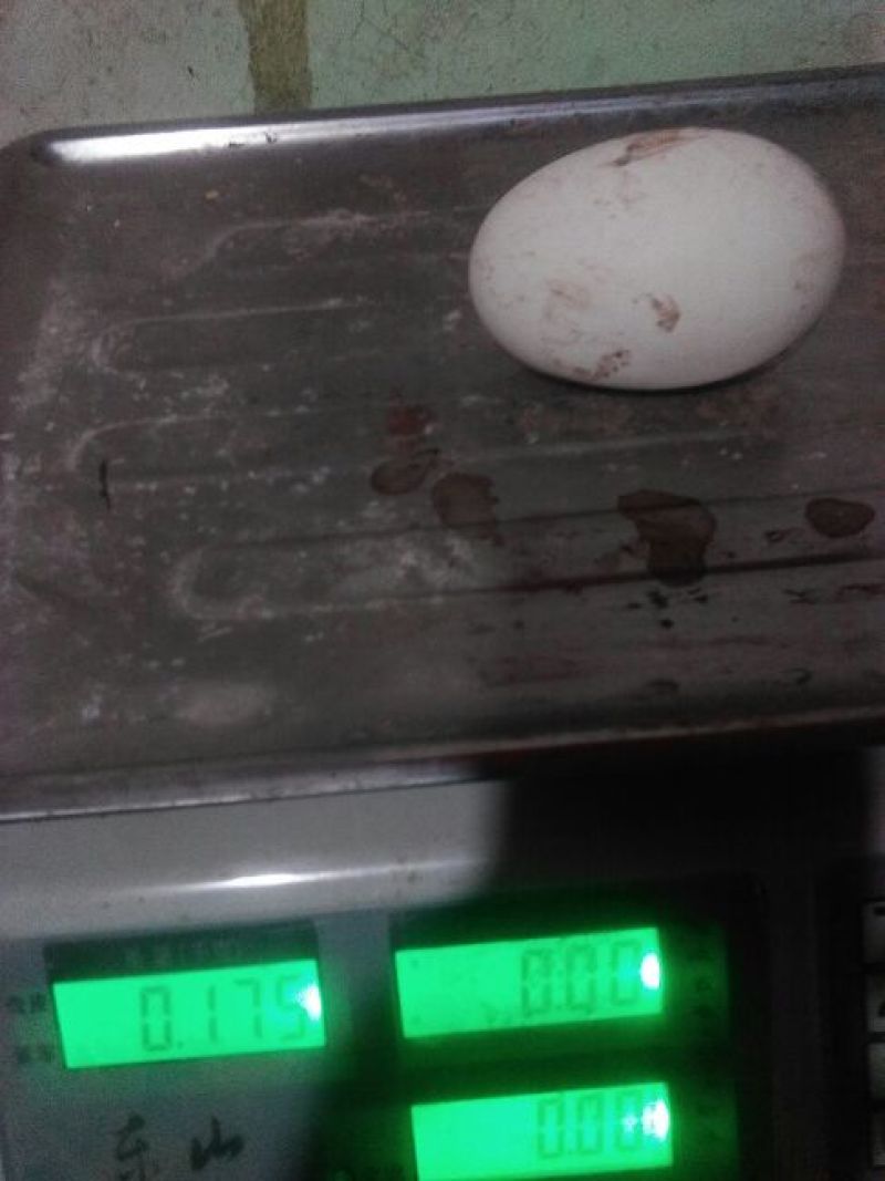 土鹅蛋食用