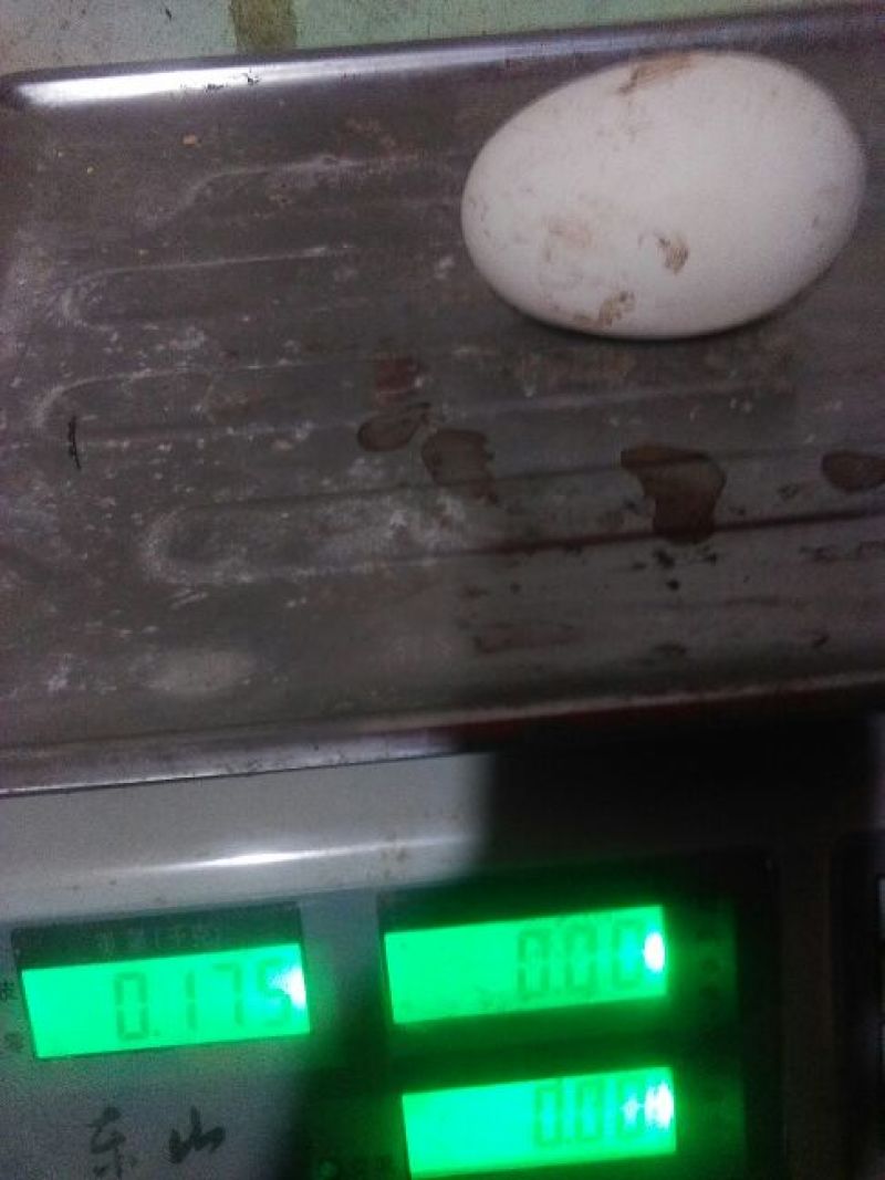 土鹅蛋食用