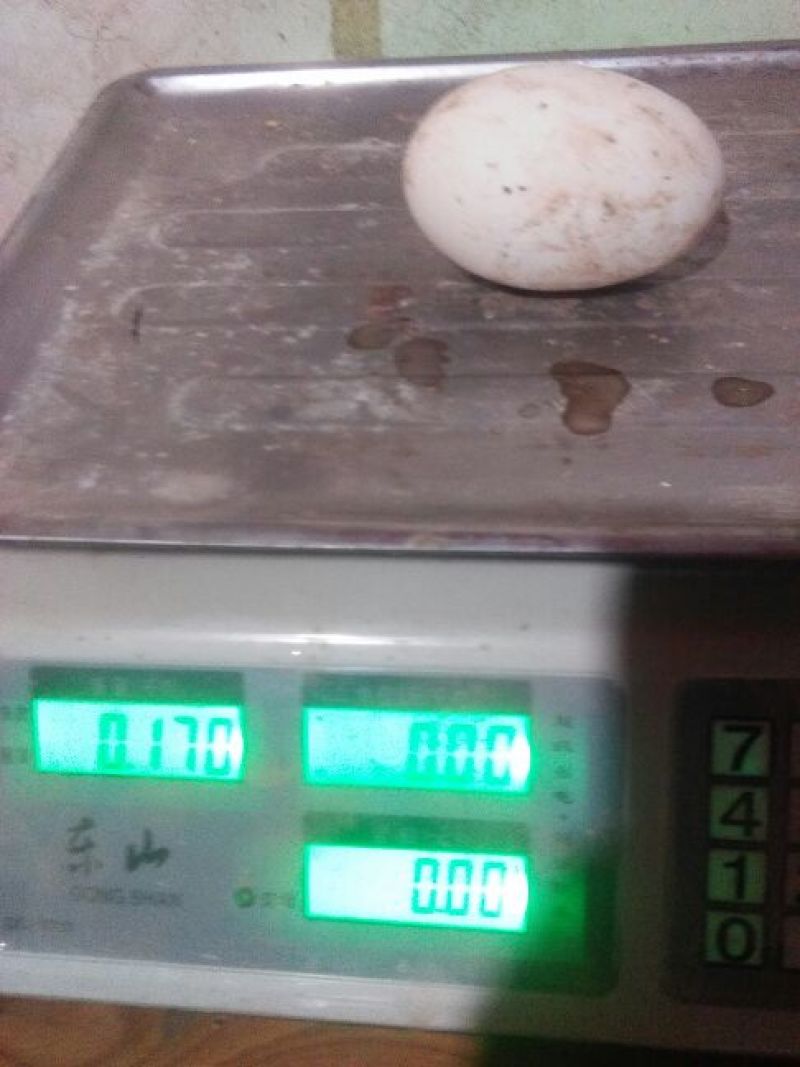 土鹅蛋食用