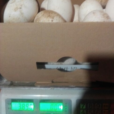 土鹅蛋食用