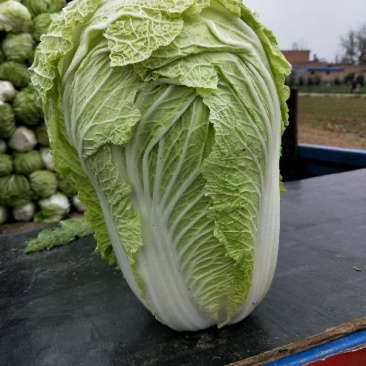 大白菜4~6斤净菜，产地直供，货源充足，散装，袋装，