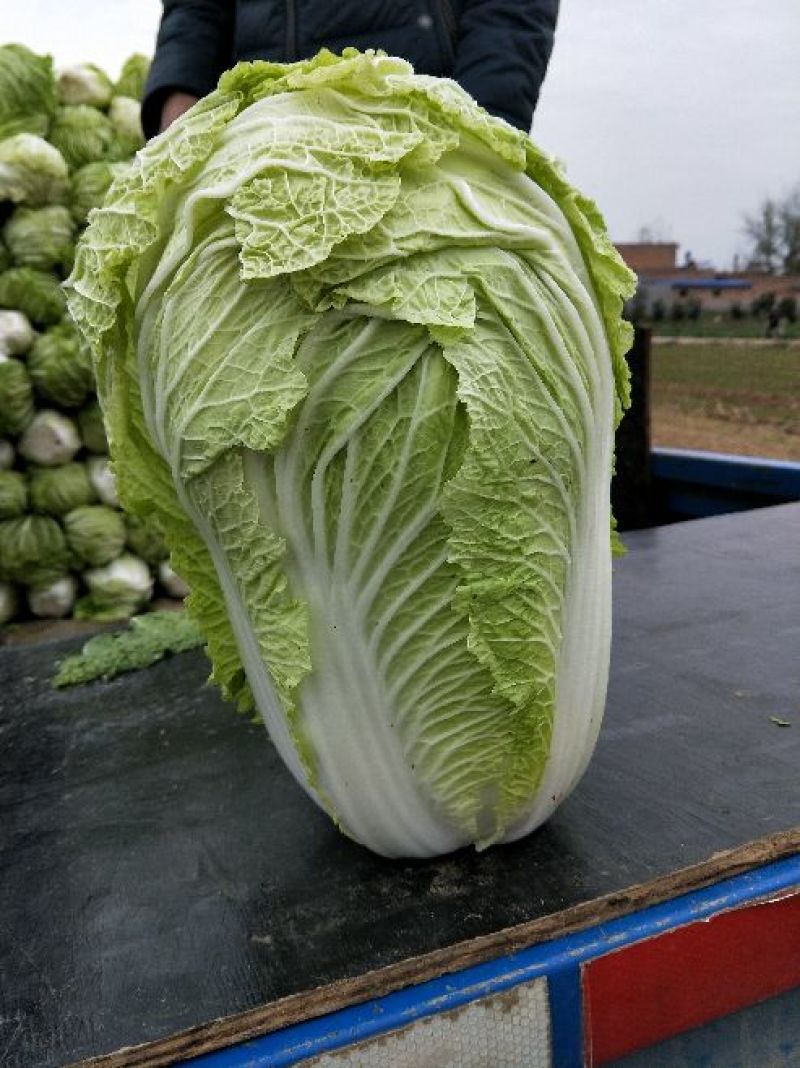 大白菜4~6斤净菜，产地直供，货源充足，散装，袋装，