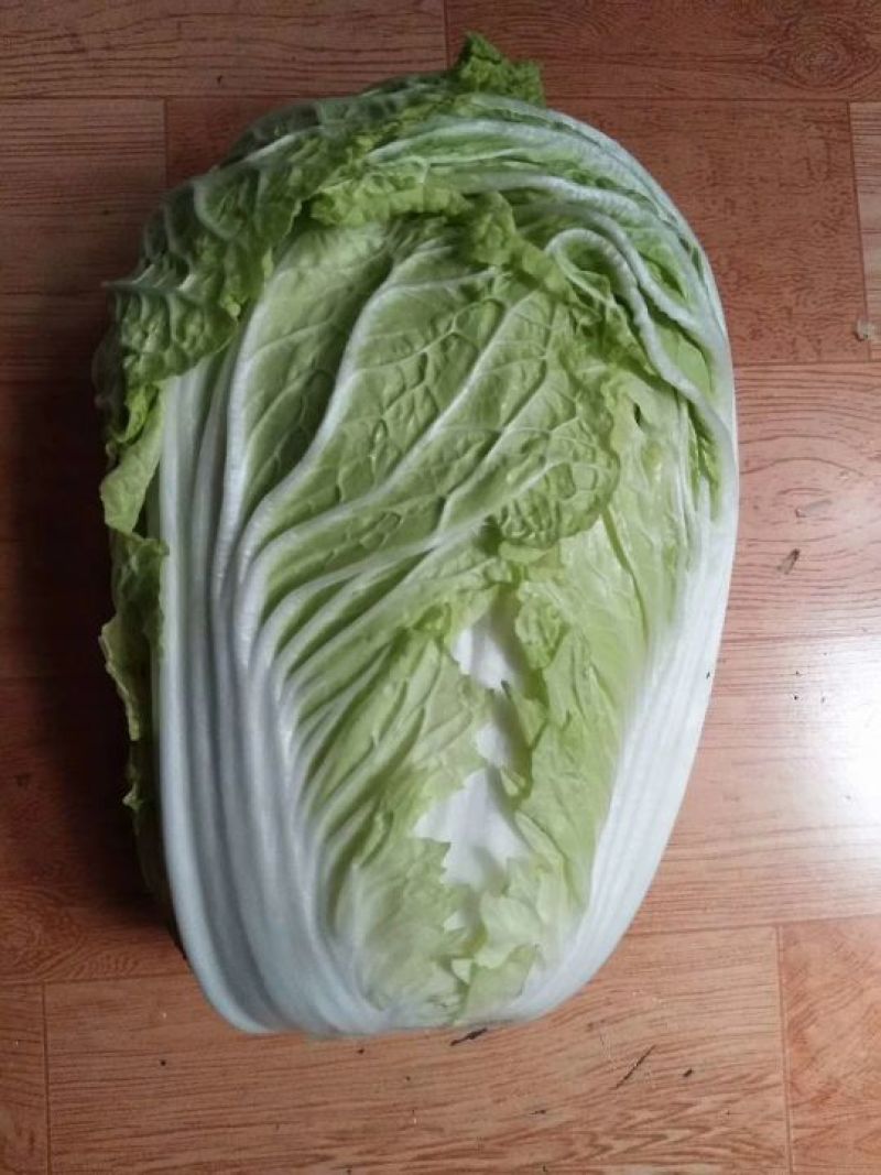 大白菜4~6斤净菜，产地直供，货源充足，散装，袋装，