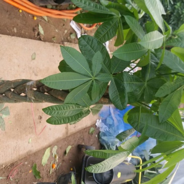 发财树不含盆