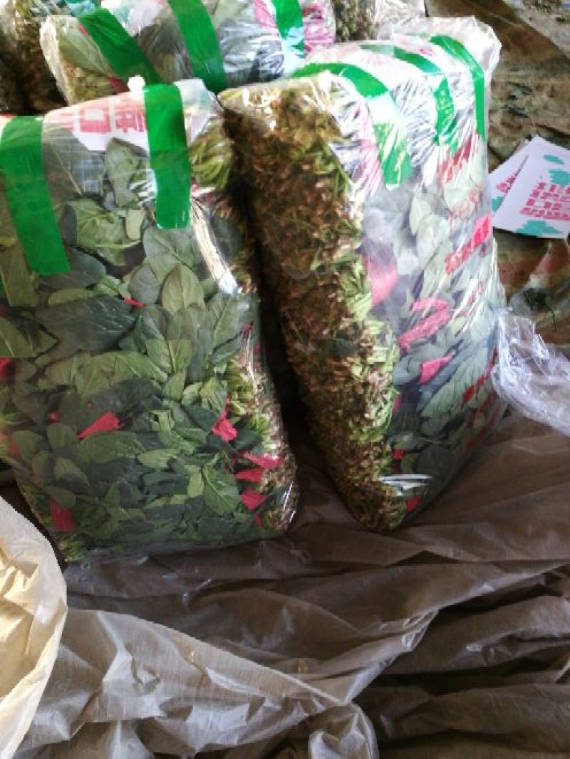 大叶菠菜25~30厘米