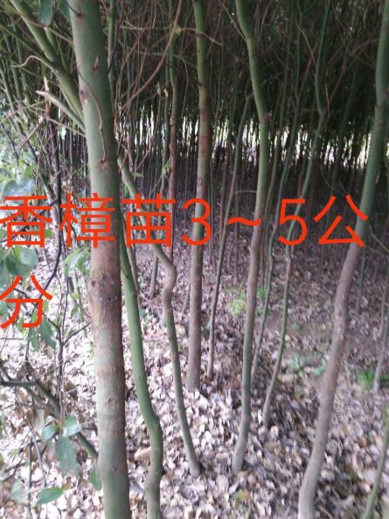 大叶香樟4~6cm4cm以下2.5~3米