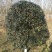 黄金桂花树3米以上8~10cm3.5~4米