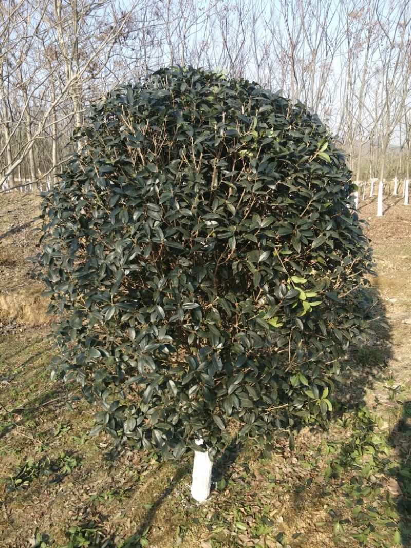 黄金桂花树3米以上8~10cm3.5~4米
