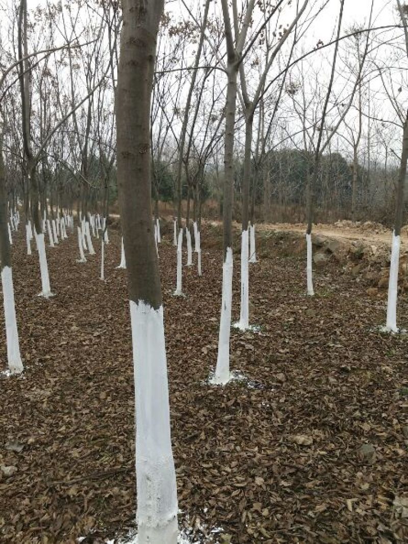 黄山栾树12~14cm10~12cm3.5~4米