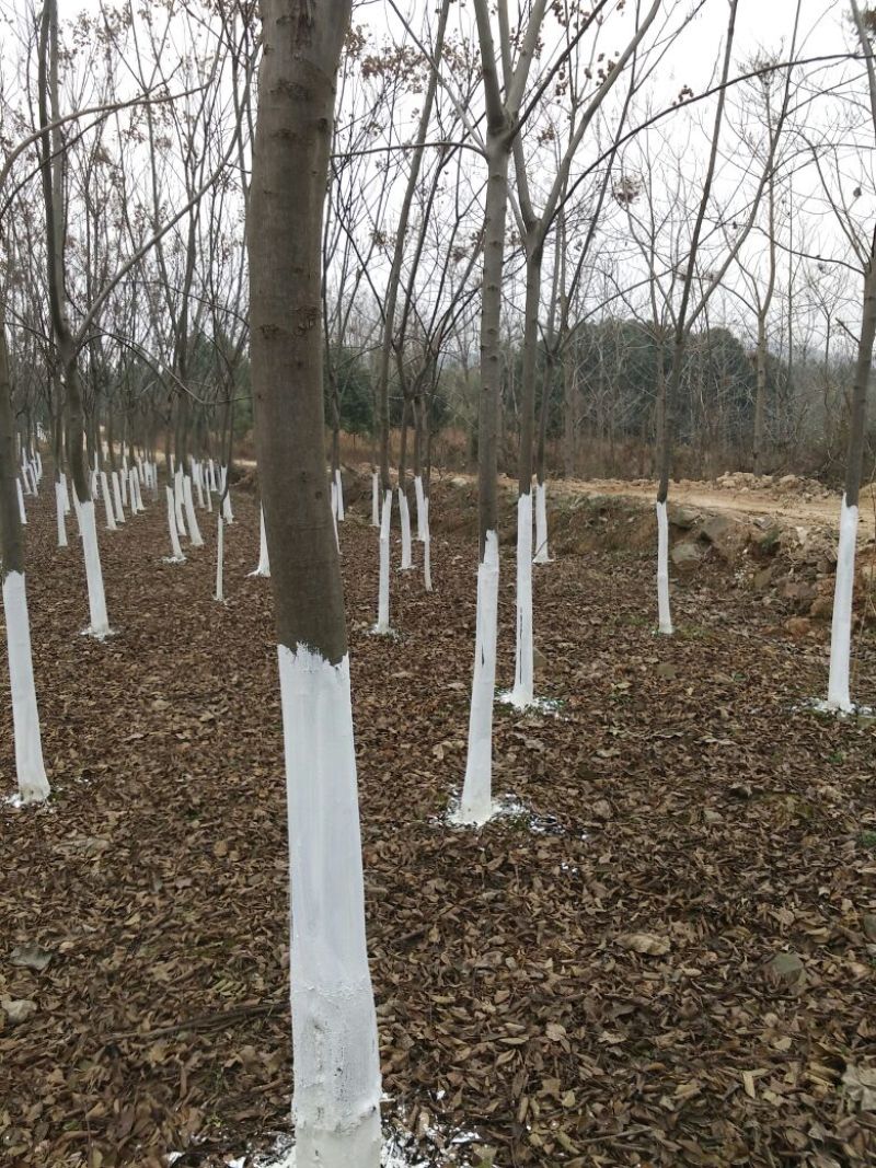 黄山栾树12~14cm10~12cm3.5~4米