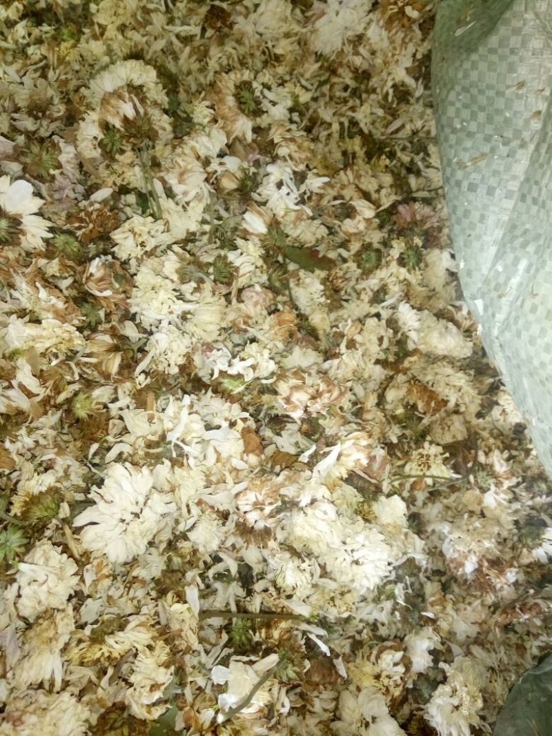 药用菊花袋装